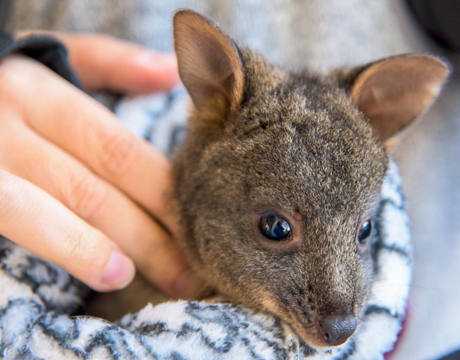 babypademelon