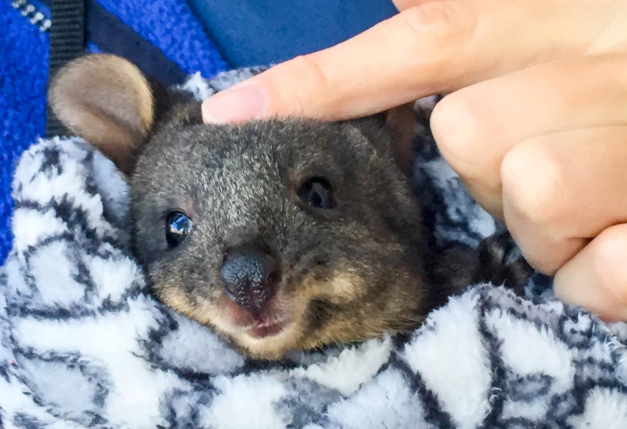 pademelon