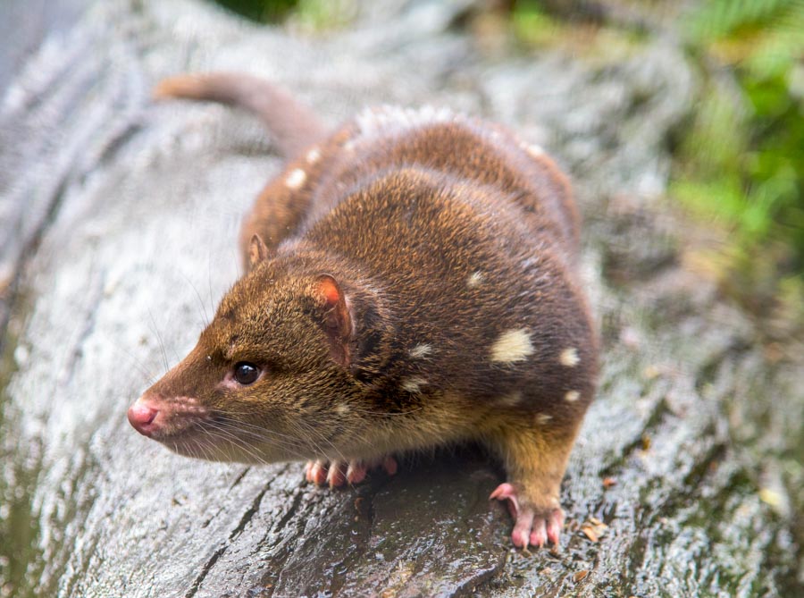 quoll