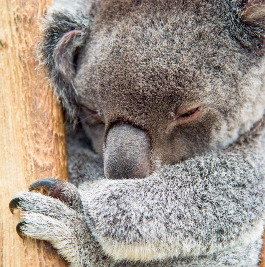 tiredkoala