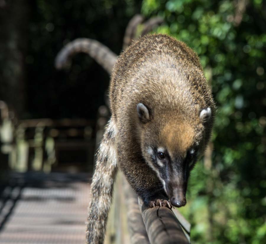 coati