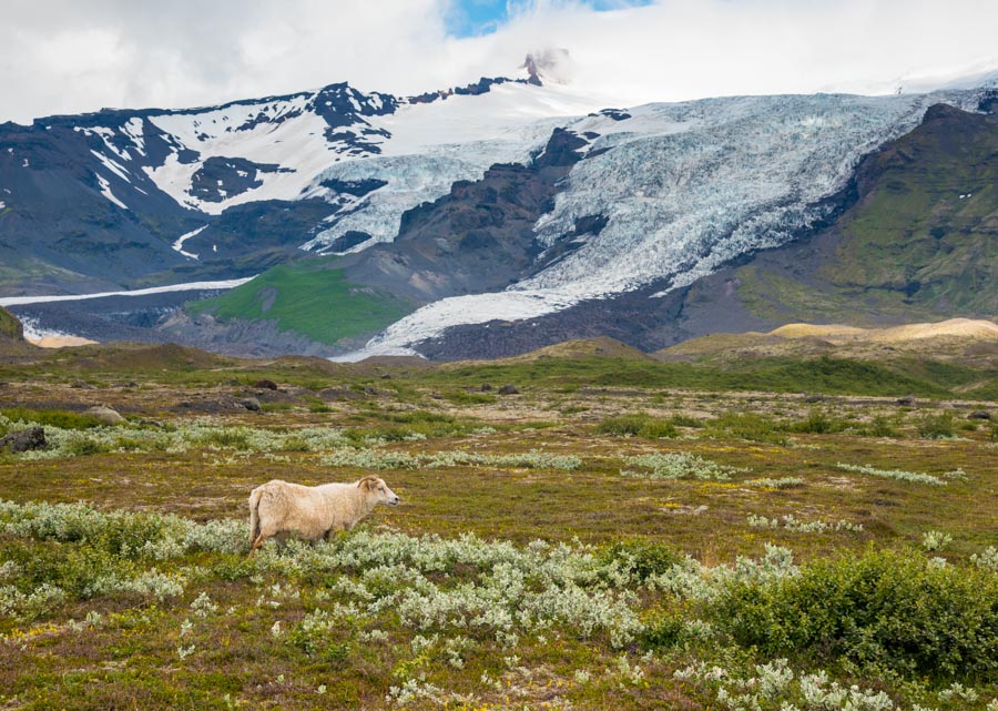 sheepglacier