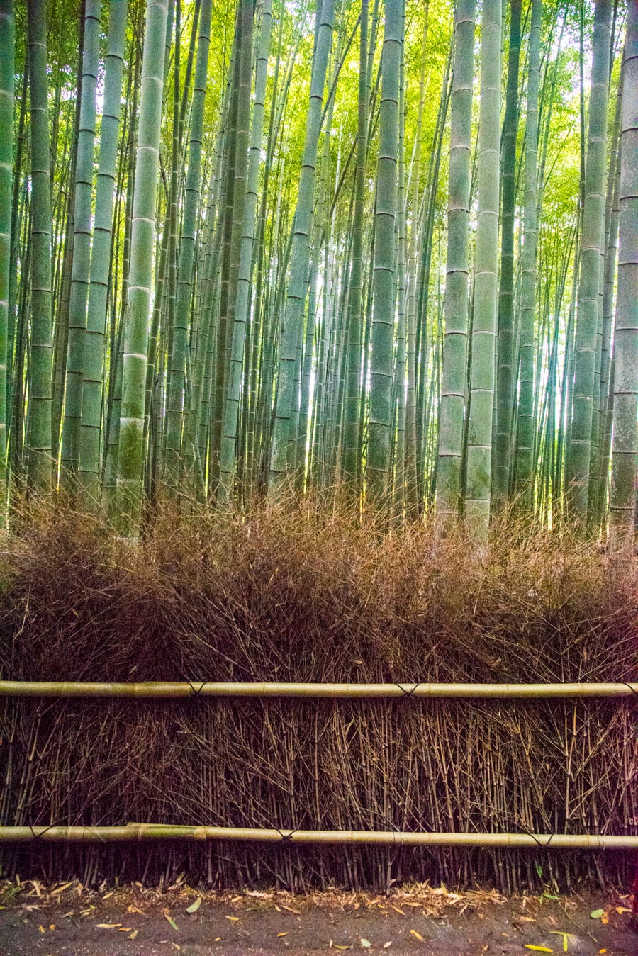 bamboo