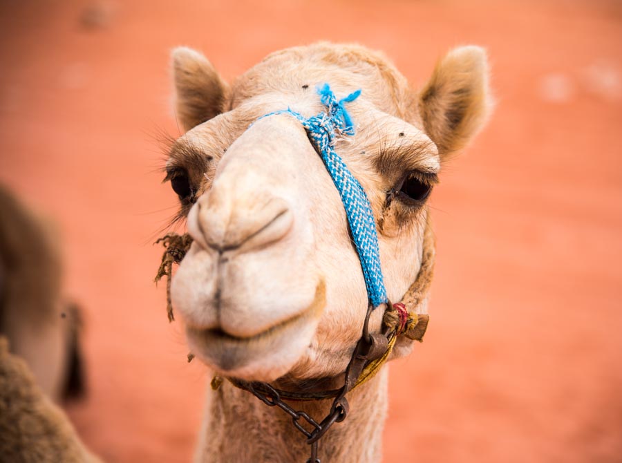 camelface