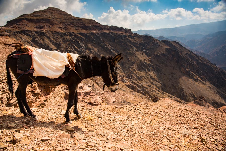 Jordan: Petra & the Dana Reserve