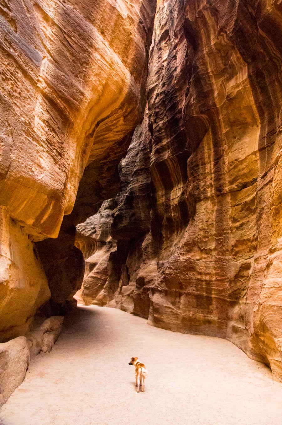 Jordan: Petra & the Dana Reserve