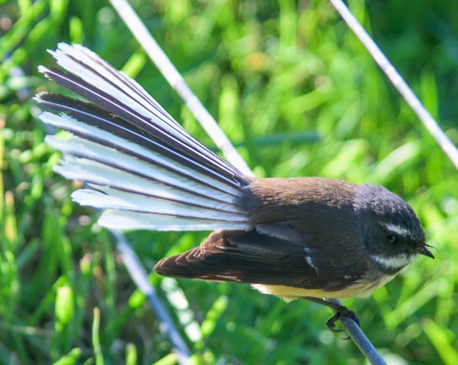 fantail