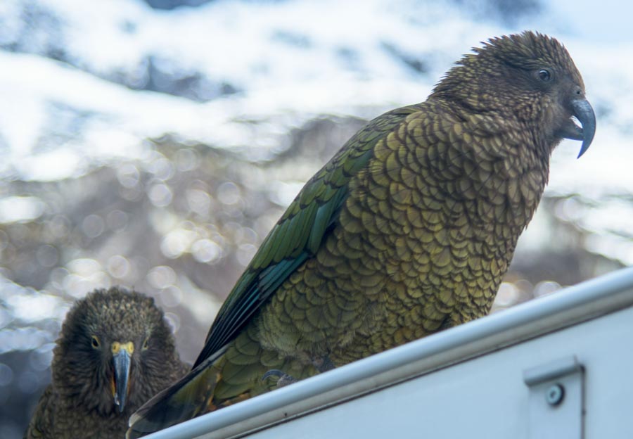 kea2