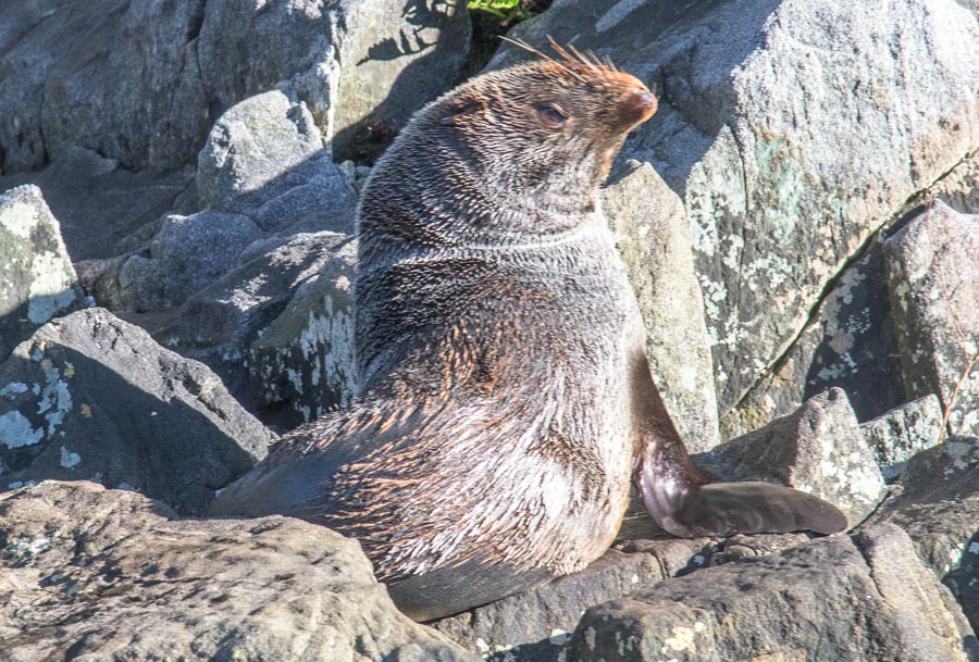 sealssunning