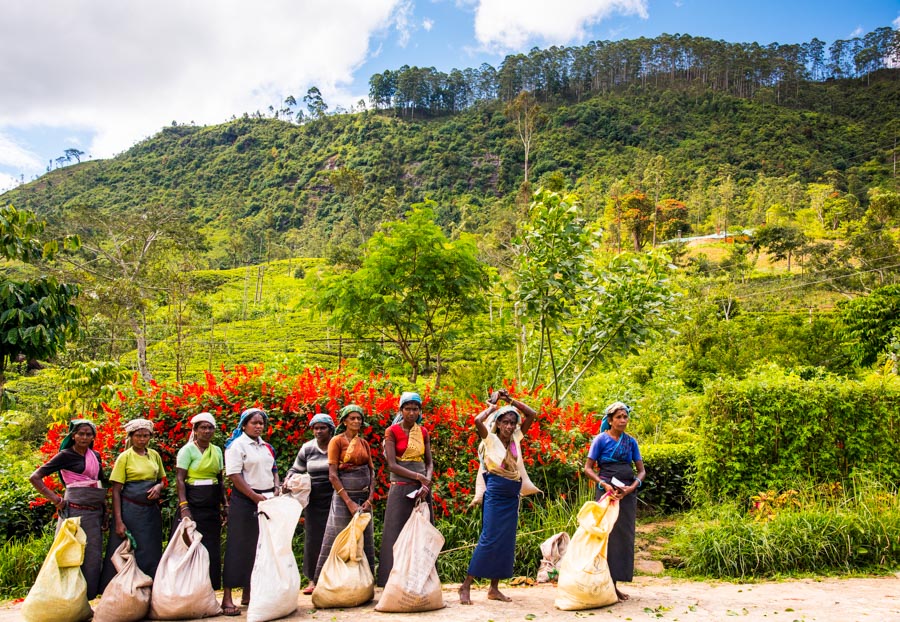 Sri Lanka: Sipping Our Way Through Ceylon